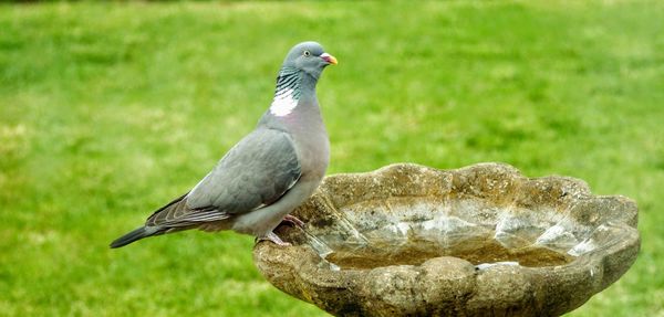 Close-up of bird perching on rock