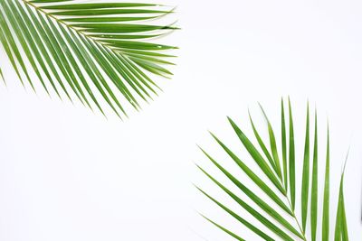 Close-up of palm tree leaves against clear sky