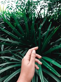 Cropped hand of person touching plants growing in park