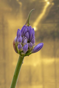 Close-up of purple flowering plant