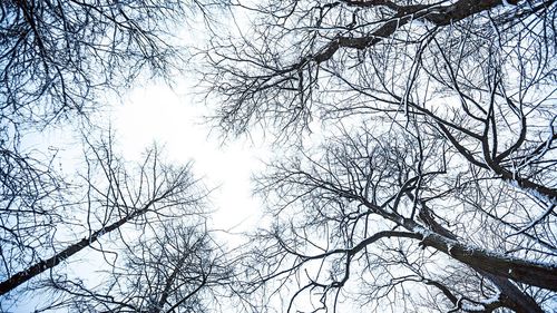 Low angle view of bare tree against sky