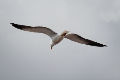 Low angle view of seagull flying against sky