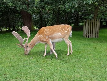 Deer in a field