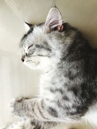 Close-up of cat sleeping