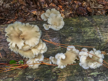 Close-up of white flowers