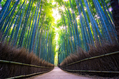 Panoramic view of bamboo trees in forest