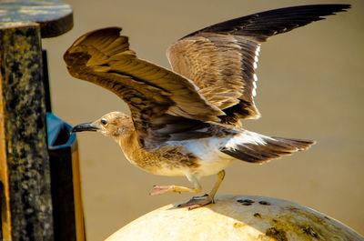 Close-up of a bird flying