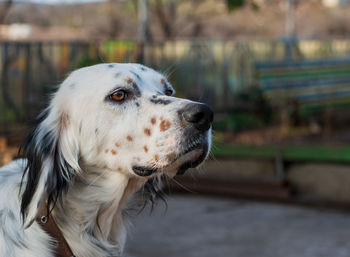 Close-up of dog looking away