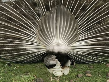 Close-up of peacock