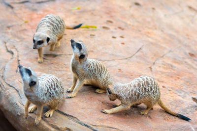 Group of meerkats at zoo