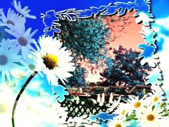 Close-up of flower blooming against blue sky