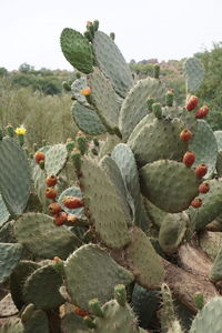 Close-up of cactus in garden against sky