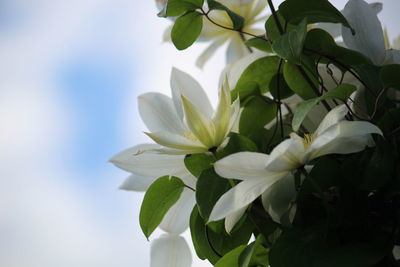 Close-up of white flowering plant