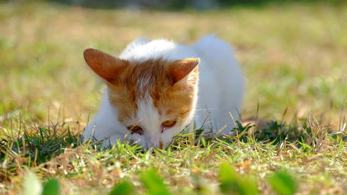 View of a rabbit on field