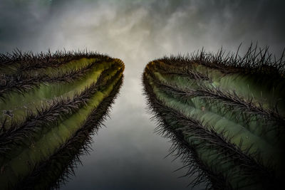 Low angle view of saguaro cacti against sky