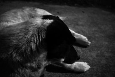 Close-up of dog lying on street