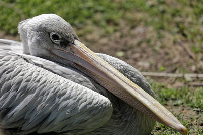 Close up on a pelican's face