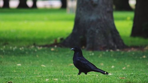 Close-up of bird perching on tree trunk