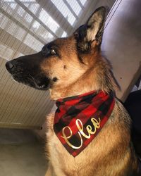 Close-up of a dog looking away