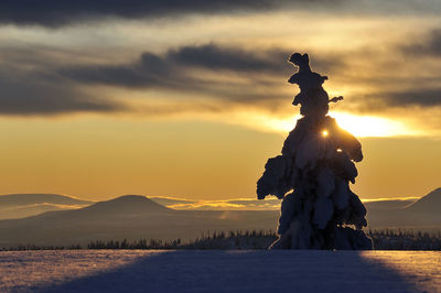 Sun shining through tree in winter, lofsdalen, härjedalen, sweden, europe