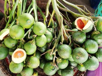 High angle view of fruits growing on plant