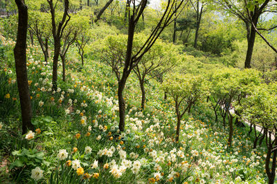 Scenic view of forest