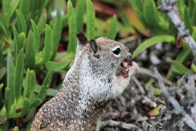 Close-up of squirrel on field