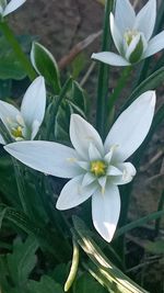 Close-up of white flowering plants