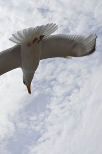 Low angle view of white bird flying against cloudy sky