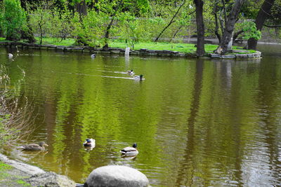 Ducks swimming in lake