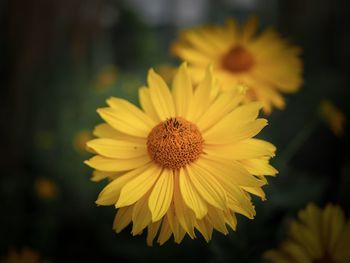Close-up of yellow flower