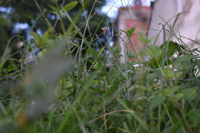 Close-up of mushrooms in grass