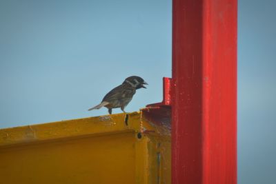 Low angle view of bird perching on wood against clear sky