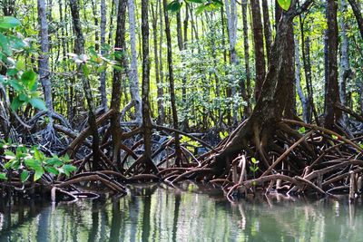 Scenic view of lake in forest