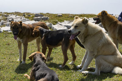 Dogs from askhi mountain