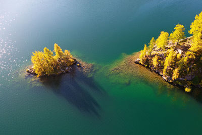 High angle view of sea amidst plants