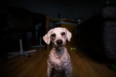 Portrait of dog sitting on hardwood floor