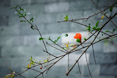 Close-up of red flowering plant against tree