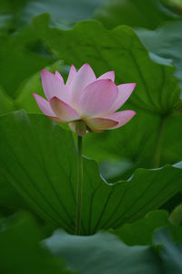 Close-up of pink flower