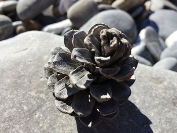 Close-up of pine cone on rock