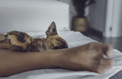 Dog sleeping on bed at home