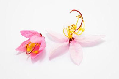 Close-up of pink flower over white background