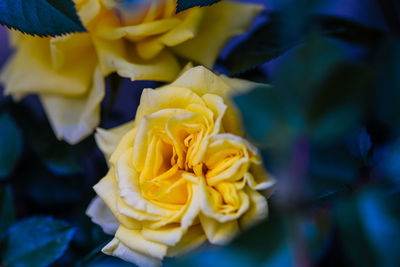 Close-up of yellow rose flower