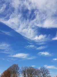 Low angle view of trees against blue sky