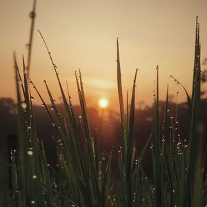 Close-up of wet grass on field against sky during sunset