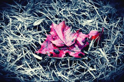 Close-up of maple leaves