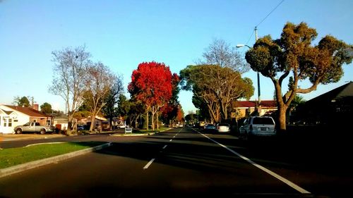 Empty road along trees