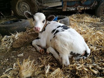 Portrait of sheep lying down in barn