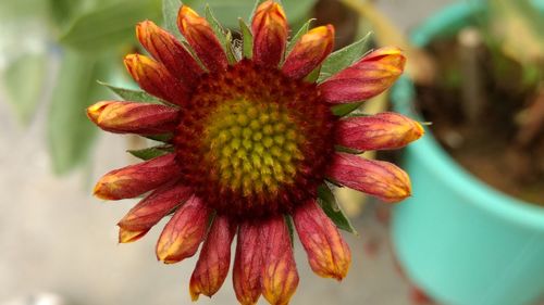 Close-up of red flower