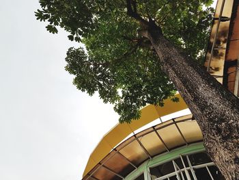 Low angle view of tree against sky